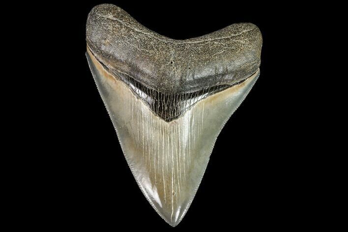 Serrated, Fossil Megalodon Tooth - Beautiful Tooth #112605